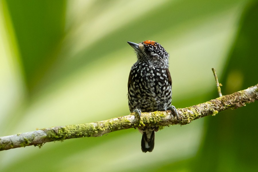 Speckle-chested Piculet - Ferran López Sanz