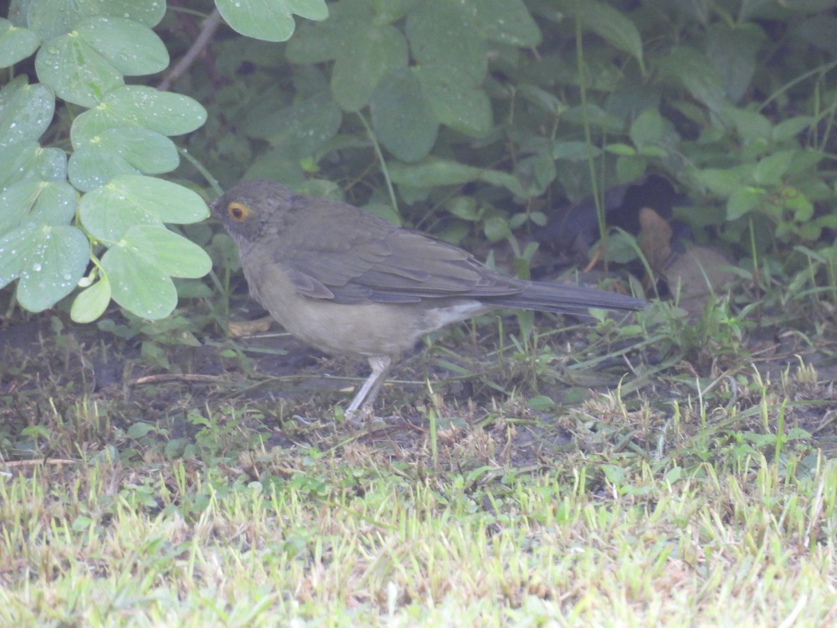 Spectacled Thrush - ML624590195