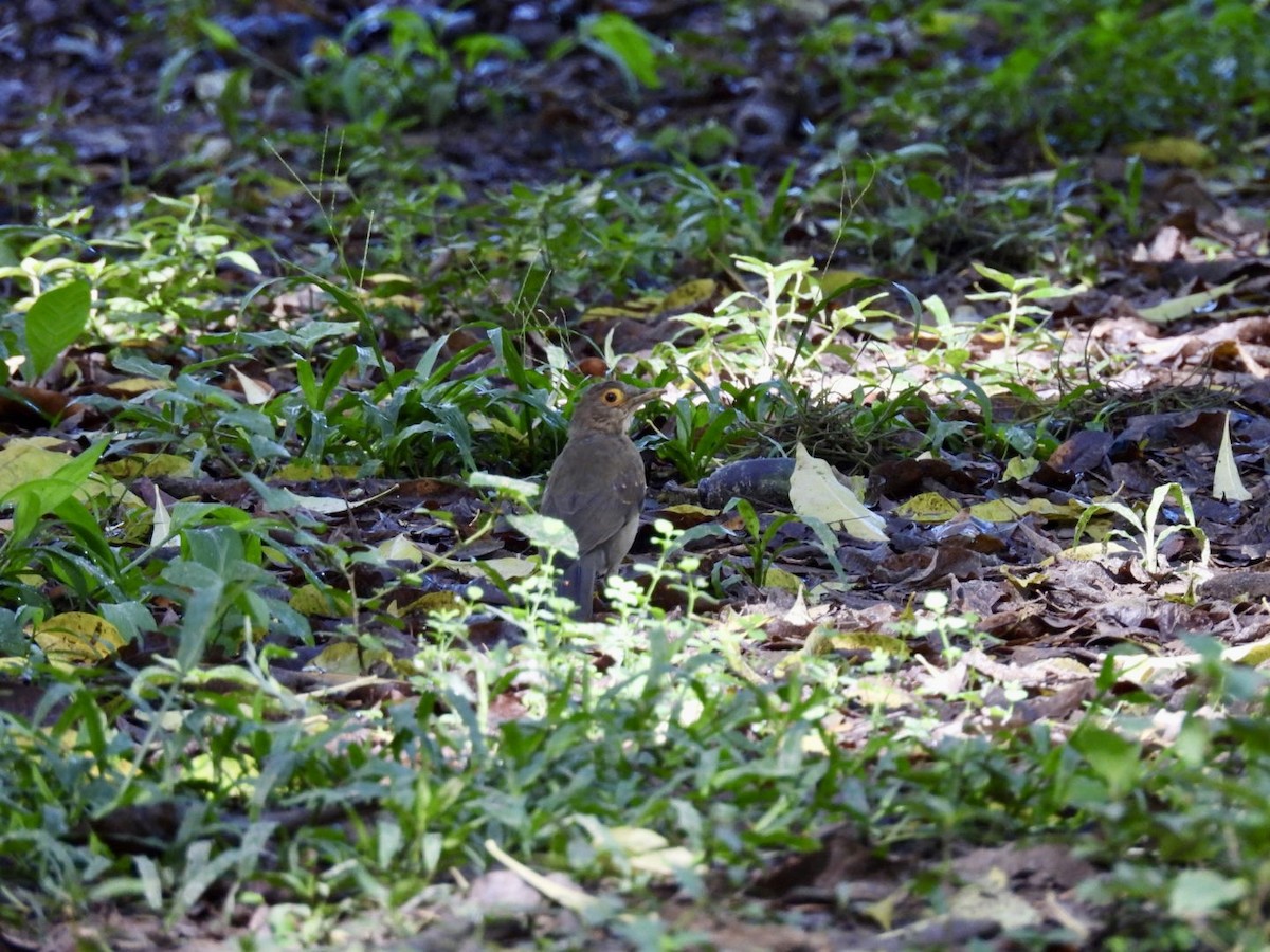 Spectacled Thrush - ML624590196