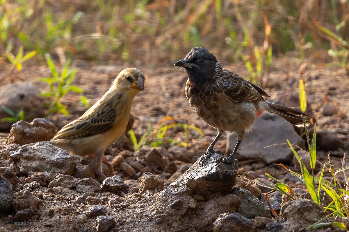 Baya Weaver - ML624590198