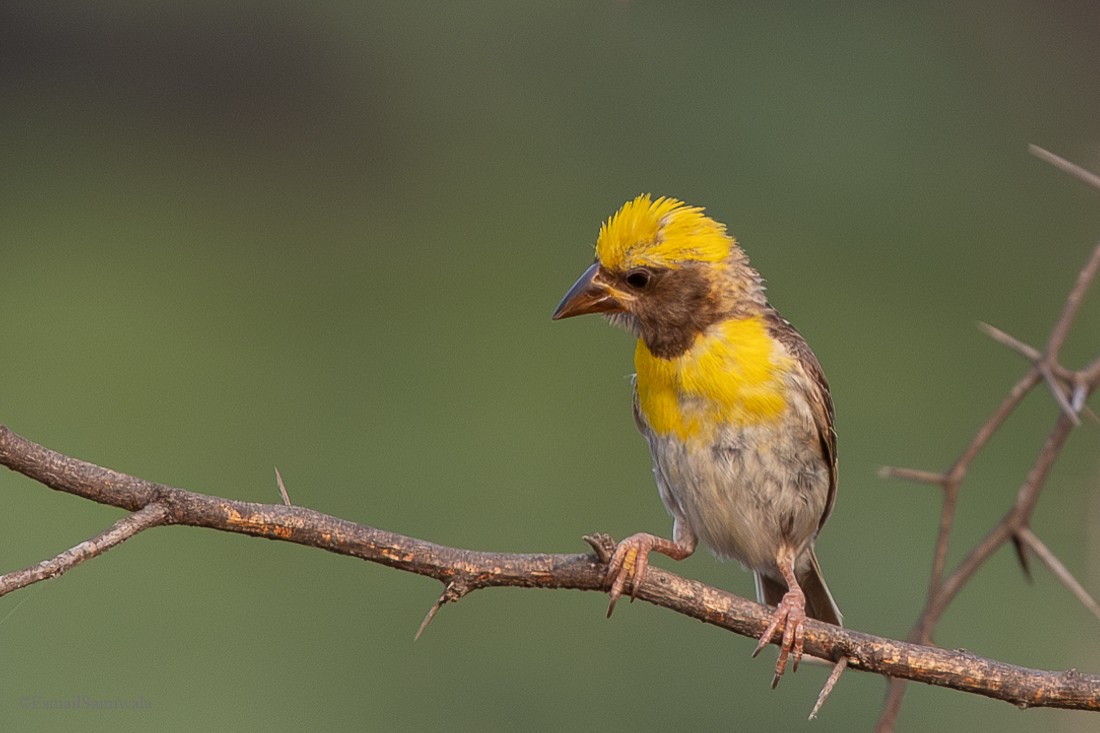 Baya Weaver - ML624590199