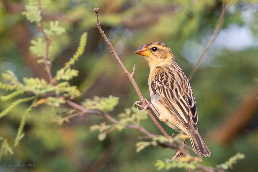 Baya Weaver - Esmail Samiwala