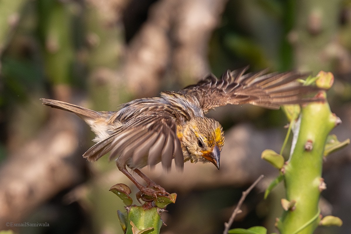 Baya Weaver - ML624590201