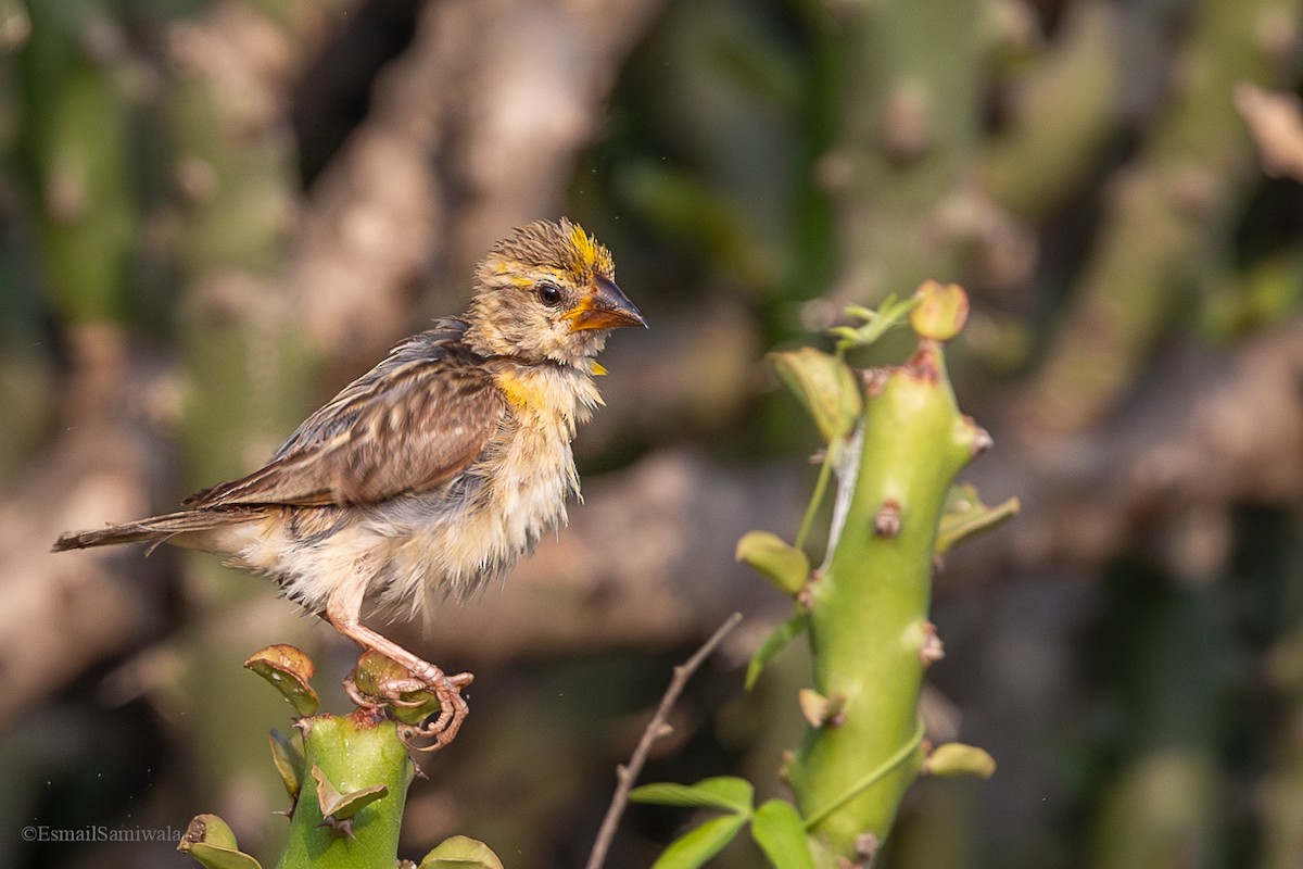 Baya Weaver - ML624590202