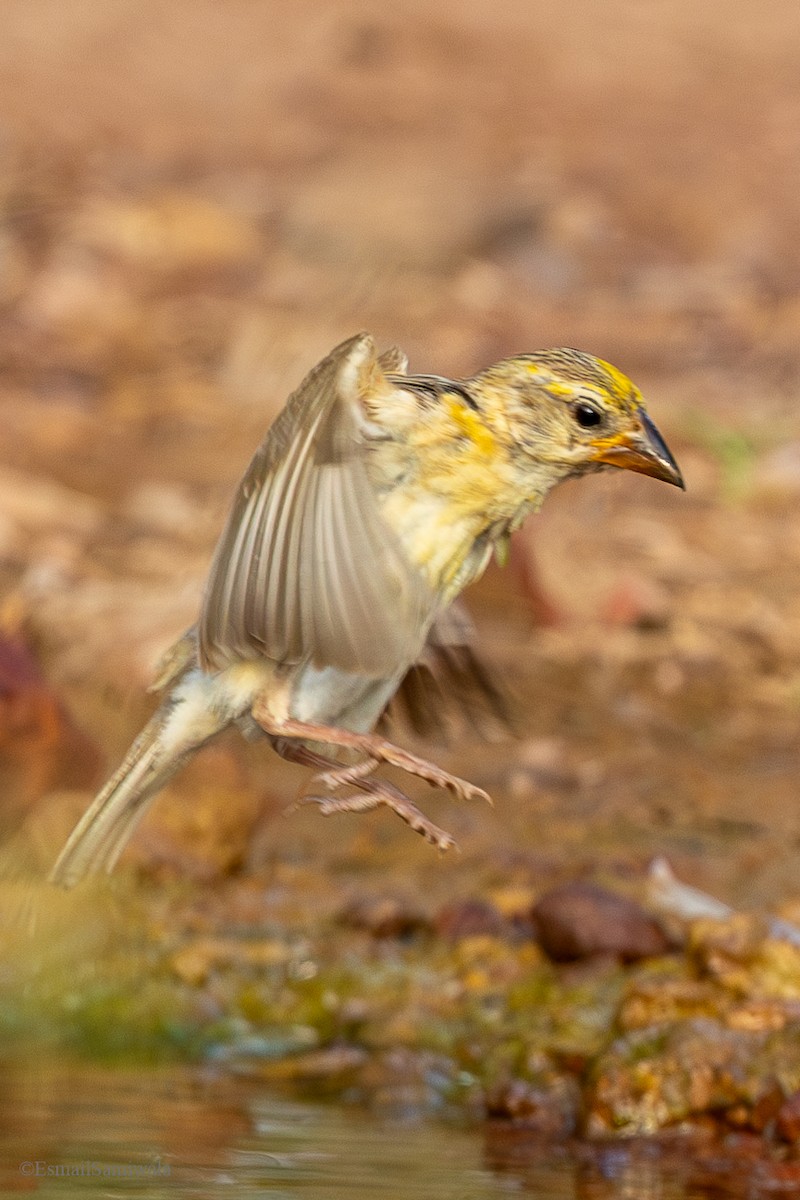 Baya Weaver - ML624590203