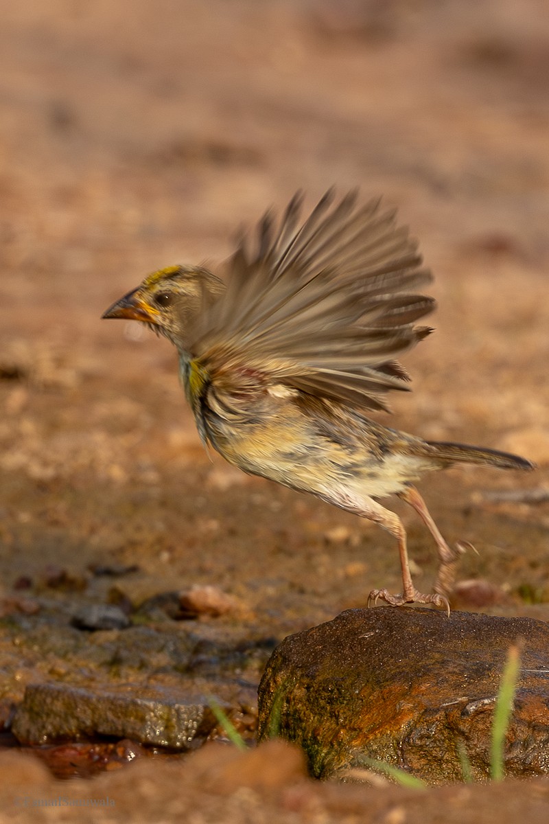 Baya Weaver - ML624590204