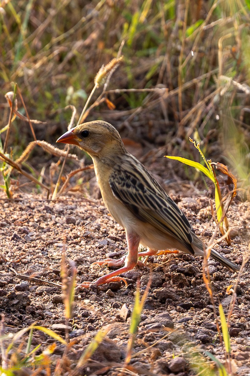 Baya Weaver - ML624590205