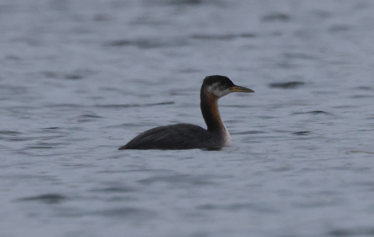 Red-necked Grebe - ML624590206