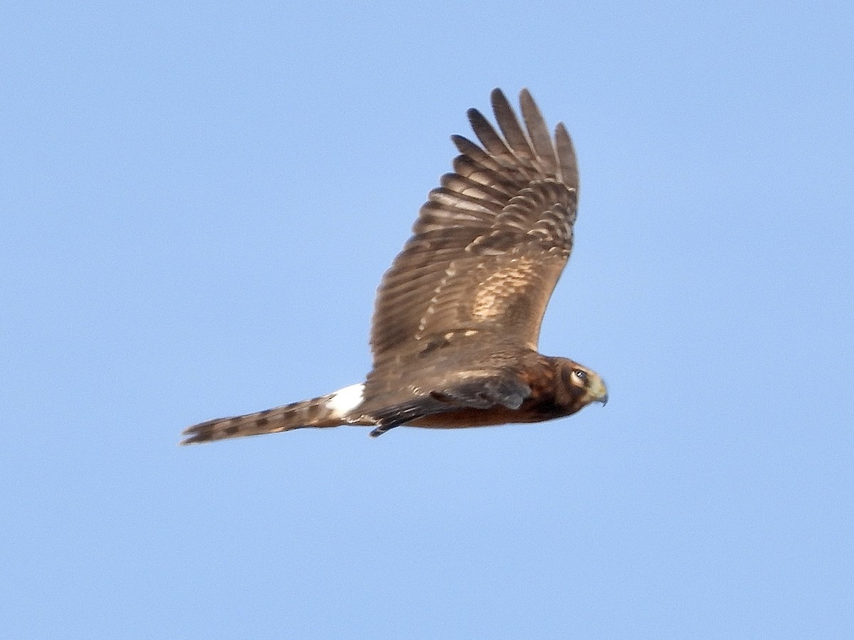 Northern Harrier - ML624590207