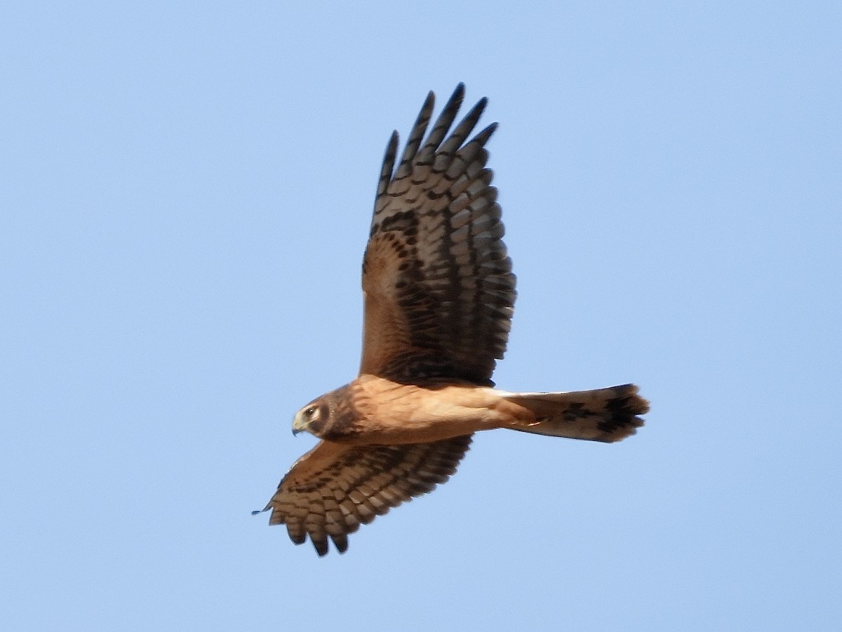 Northern Harrier - Pat Hare