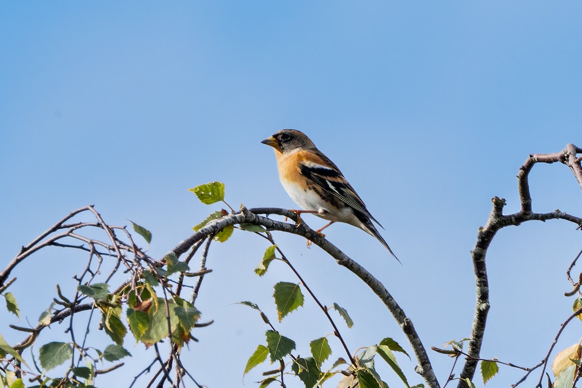 Brambling - ML624590209