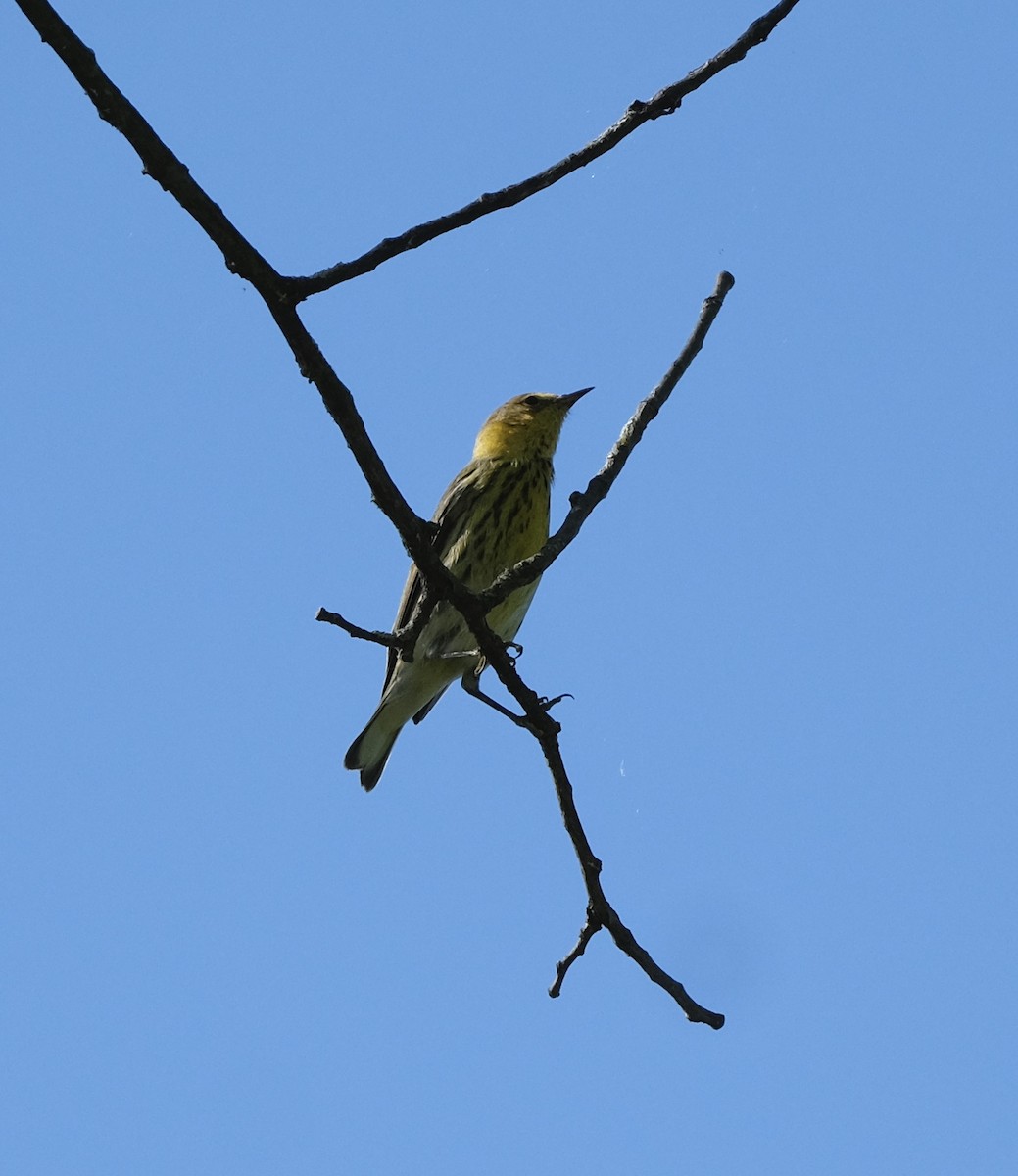 Cape May Warbler - ML624590210