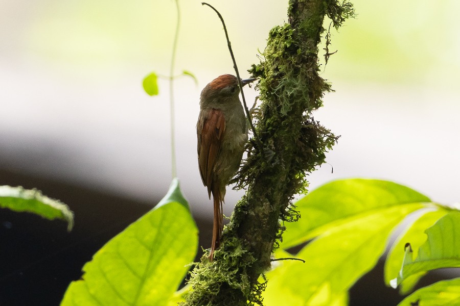 Ash-browed Spinetail - ML624590211