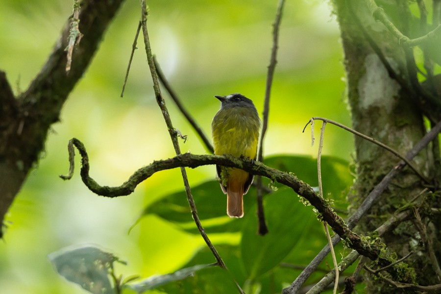 Ornate Flycatcher - ML624590216