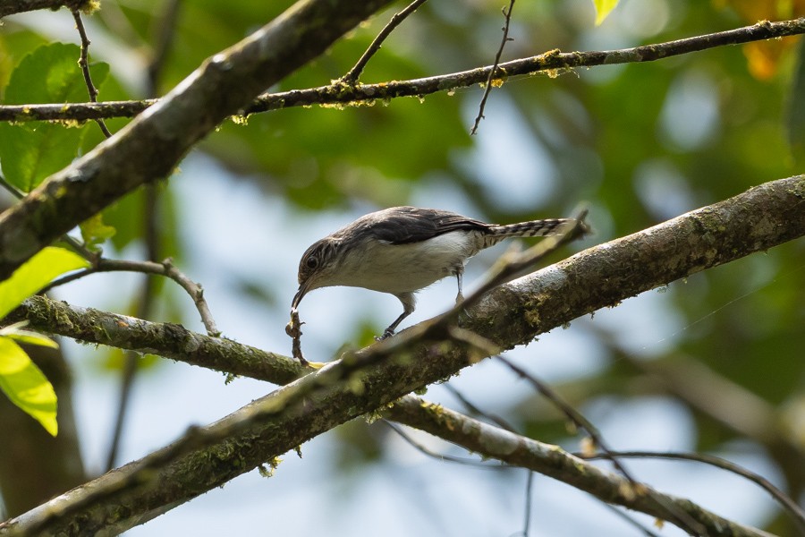 Gray-mantled Wren - ML624590230