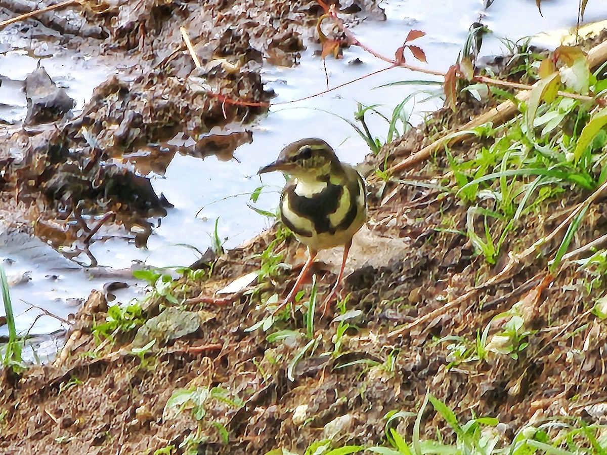 Forest Wagtail - ML624590264