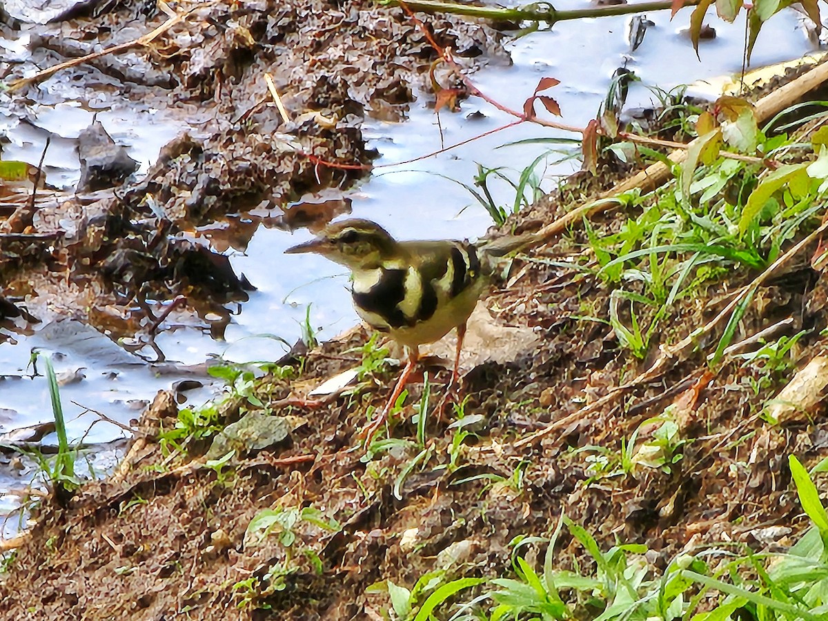 Forest Wagtail - ML624590265