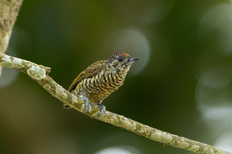 Lafresnaye's Piculet - ML624590272