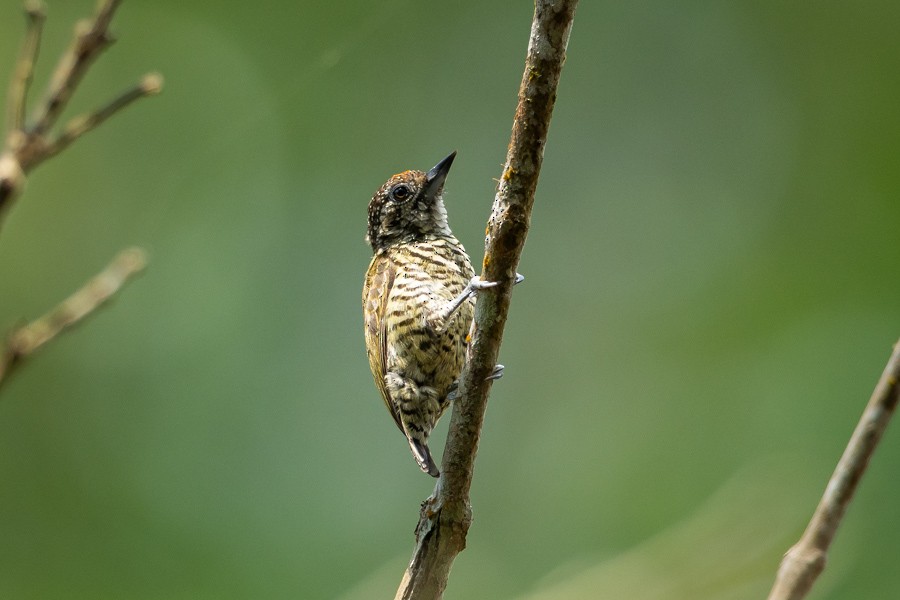 Lafresnaye's Piculet - ML624590273