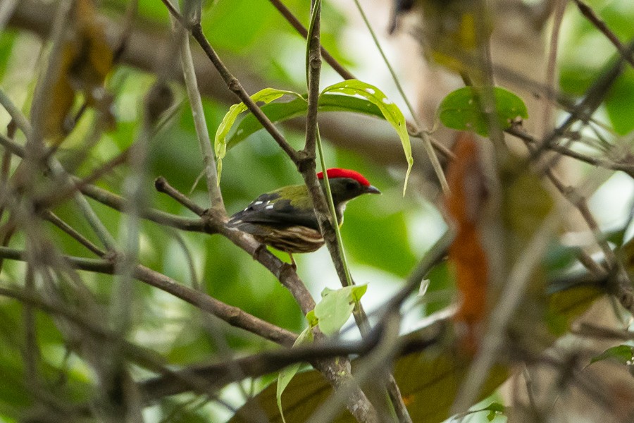 Painted Manakin - ML624590285