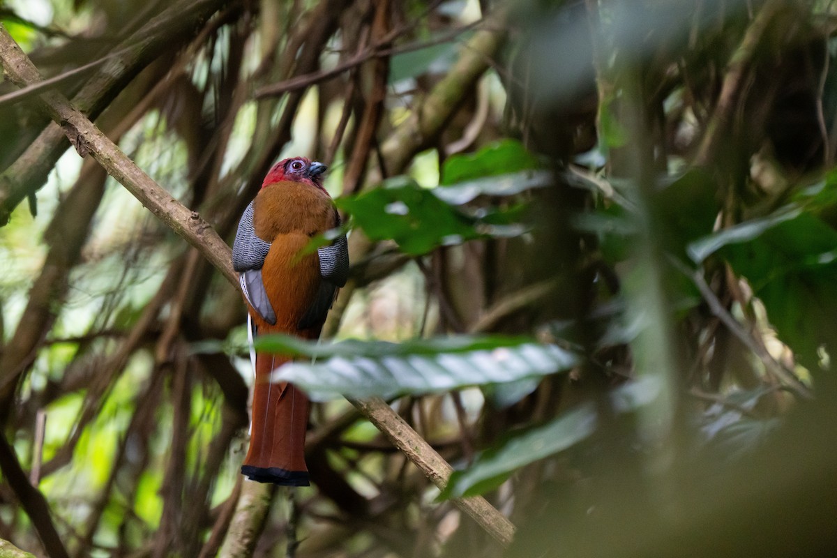 Red-headed Trogon - ML624590287