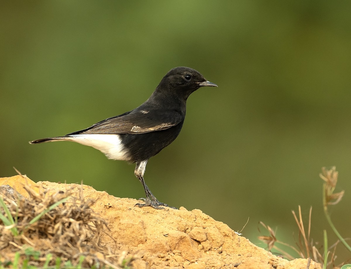 Variable Wheatear - ML624590306