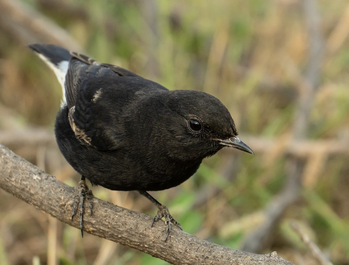 Variable Wheatear - ML624590307