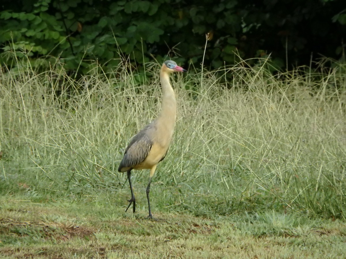 Whistling Heron - ML624590310