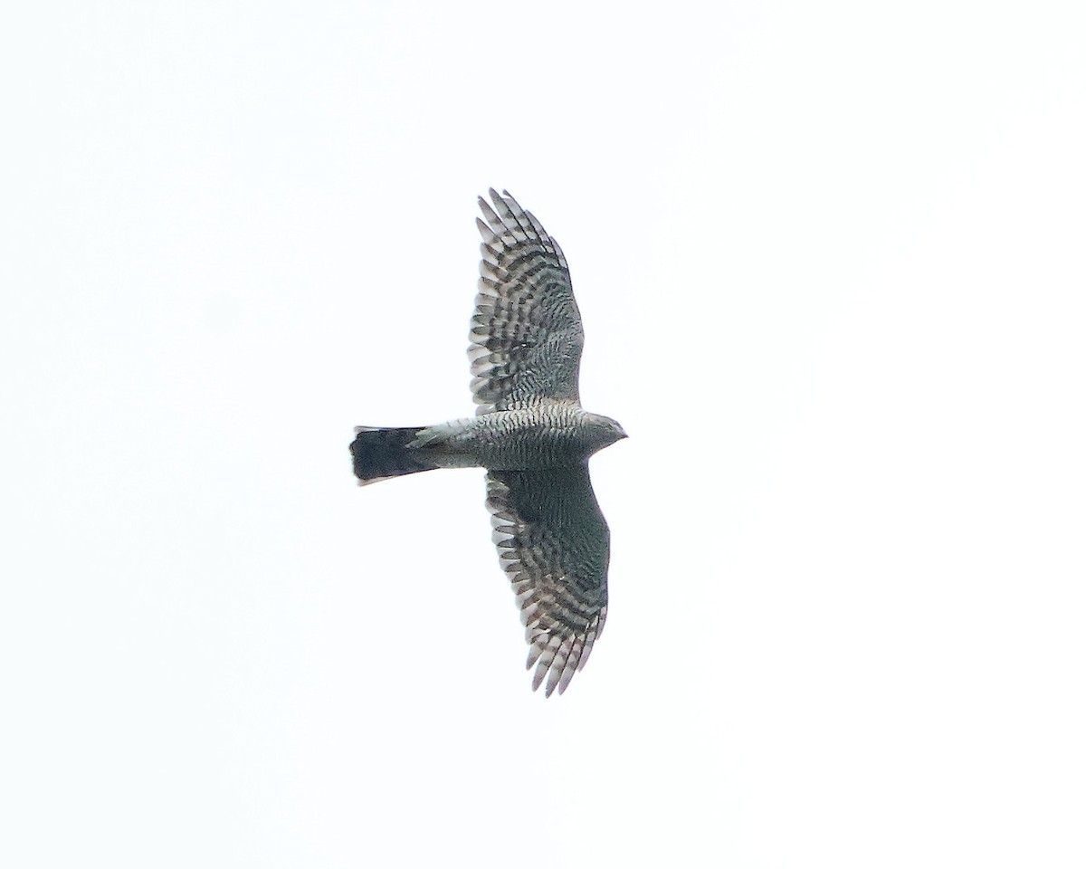 Eurasian Sparrowhawk - ML624590311