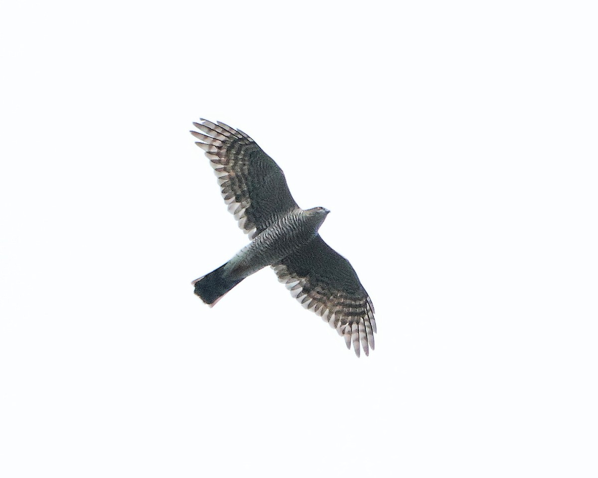 Eurasian Sparrowhawk - ML624590312