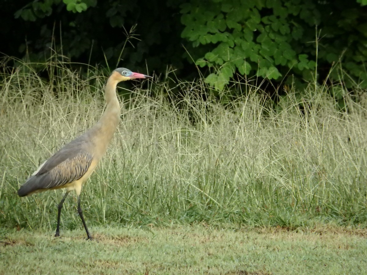 Whistling Heron - ML624590313