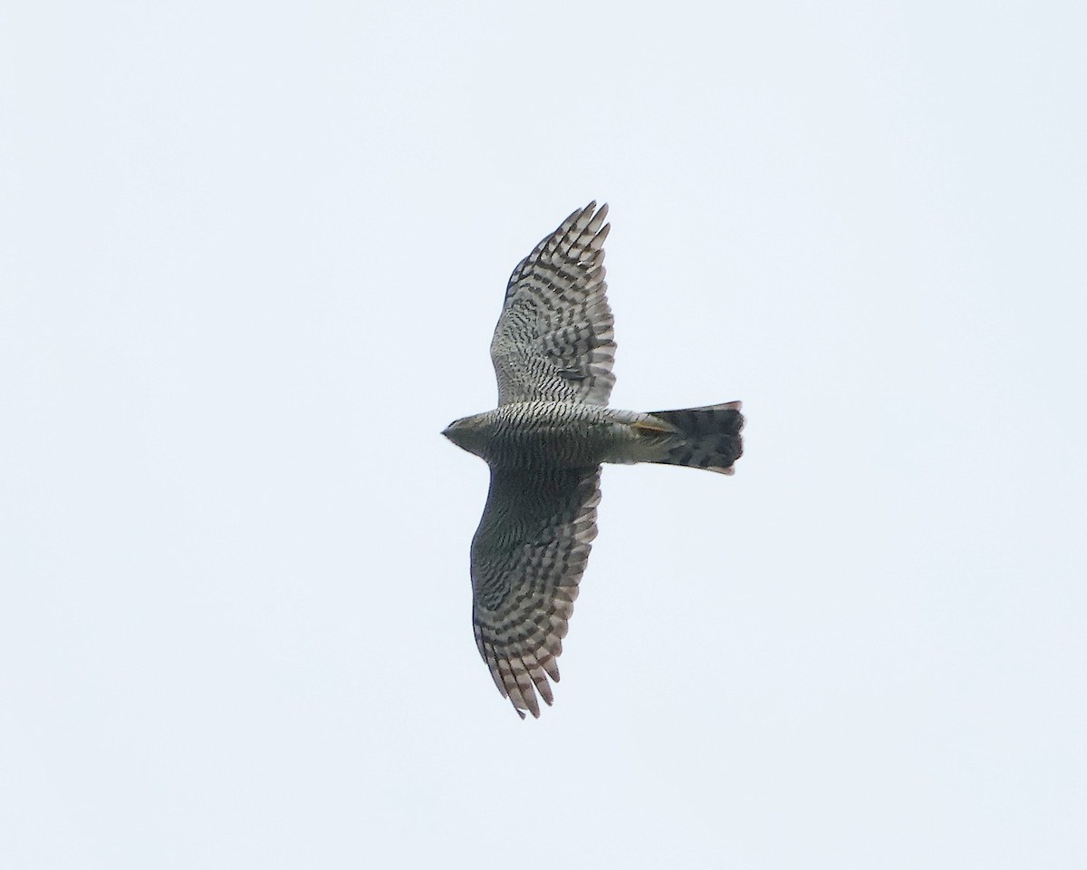 Eurasian Sparrowhawk - ML624590314