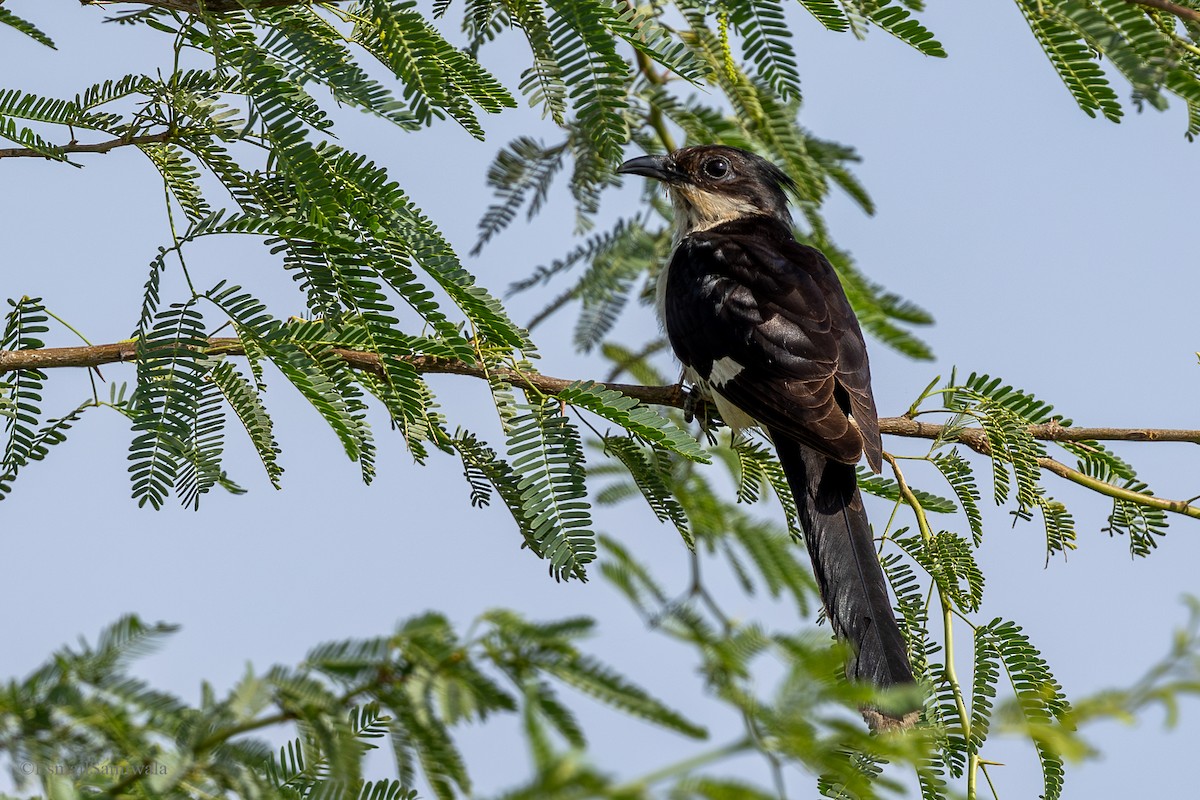 Pied Cuckoo - ML624590315