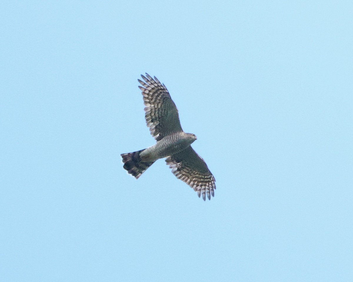 Eurasian Sparrowhawk - ML624590316