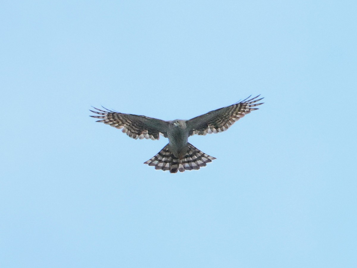 Eurasian Sparrowhawk - ML624590318