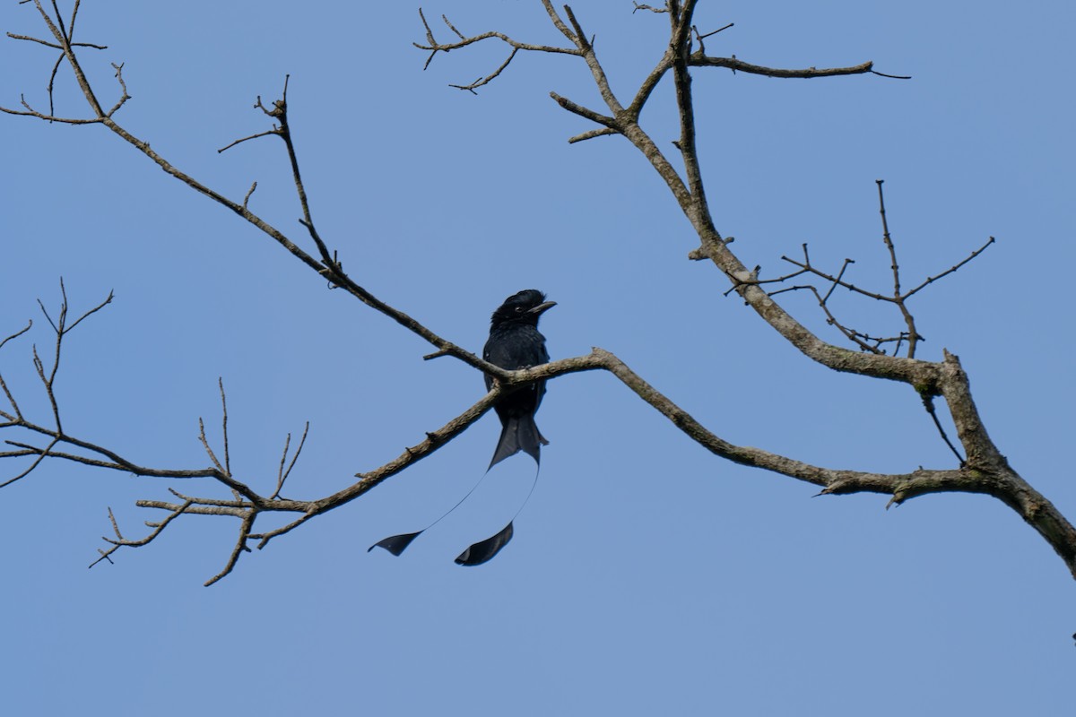 Greater Racket-tailed Drongo - ML624590319