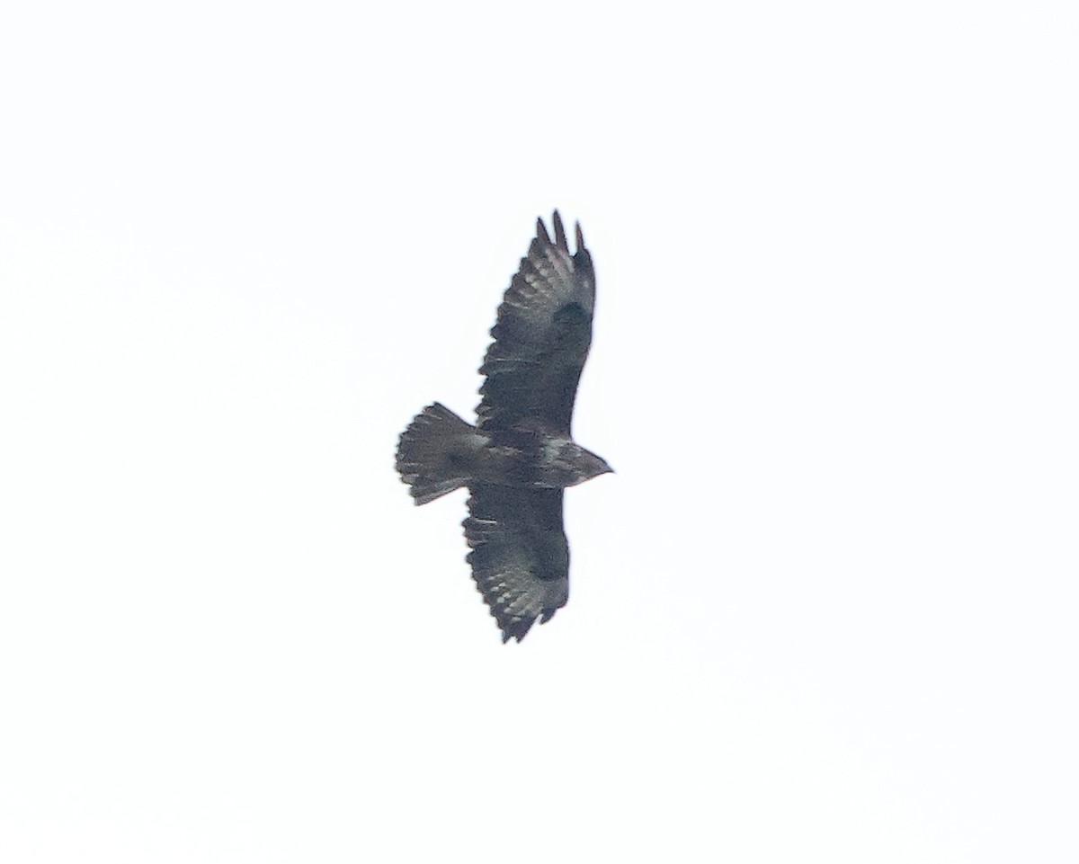 Common Buzzard - ML624590320