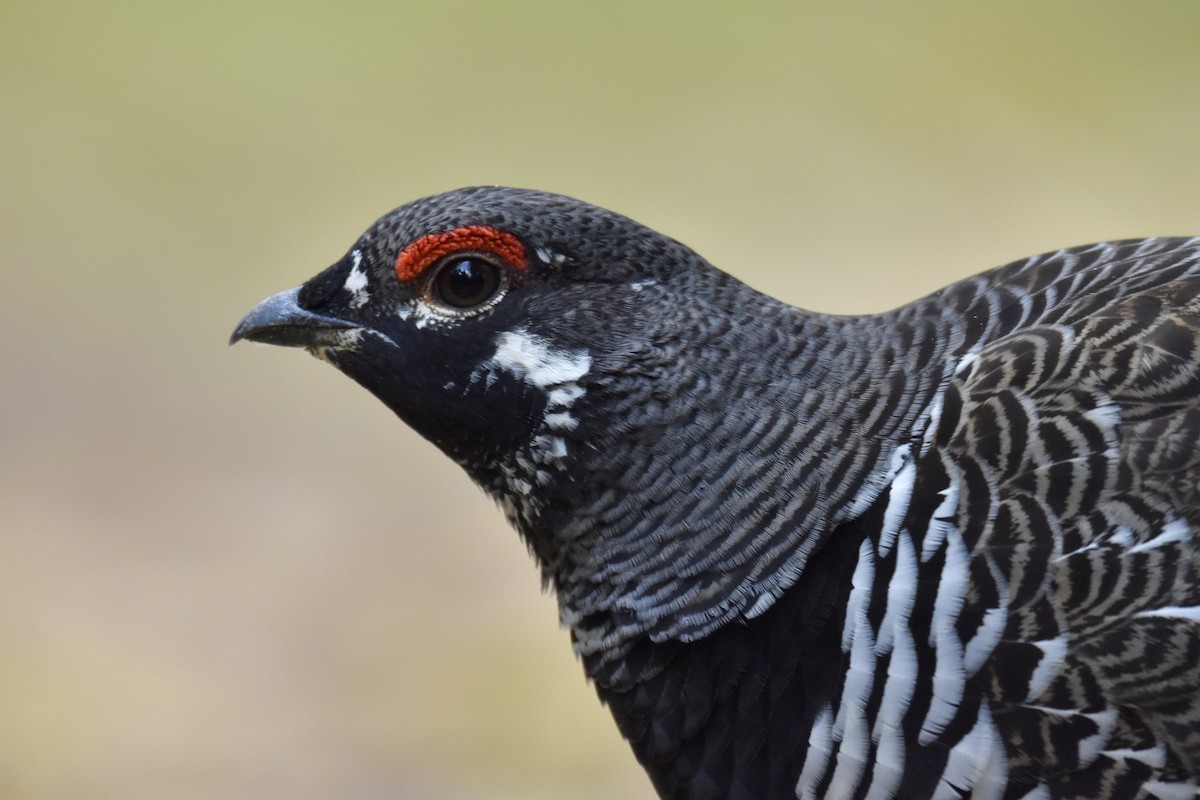 Spruce Grouse - ML624590321