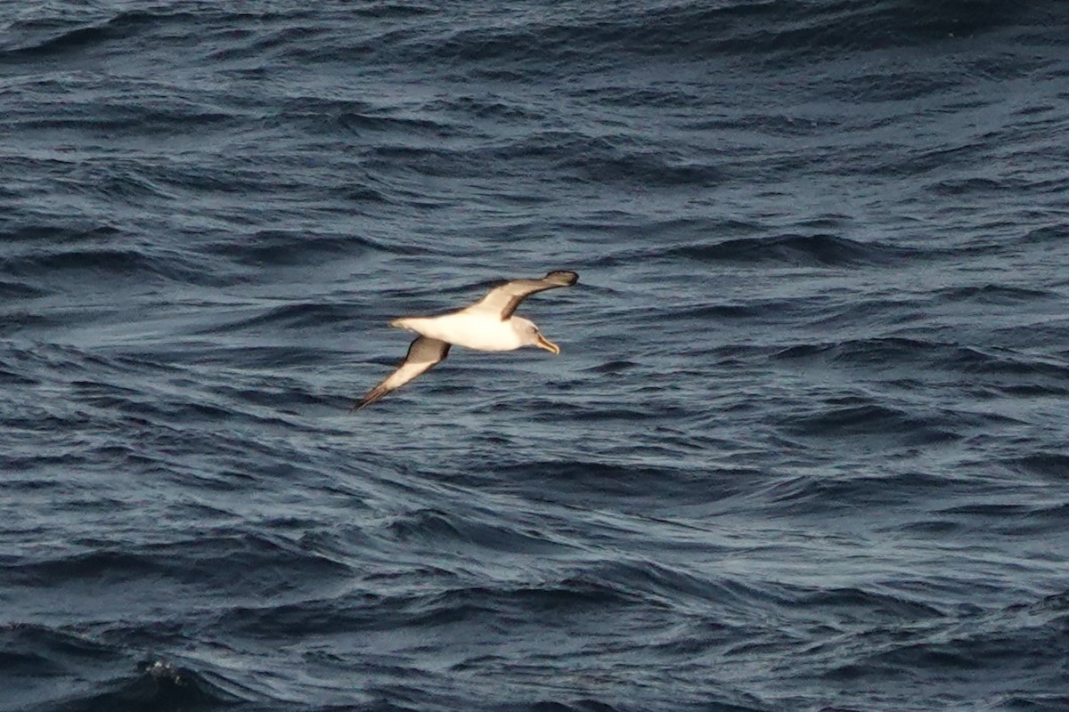 Buller's Albatross - ML624590323