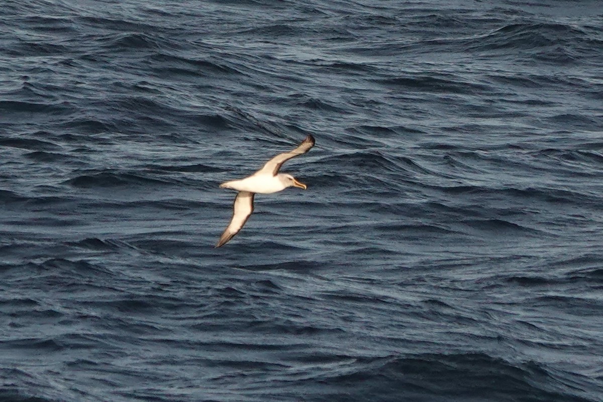 Buller's Albatross - ML624590324