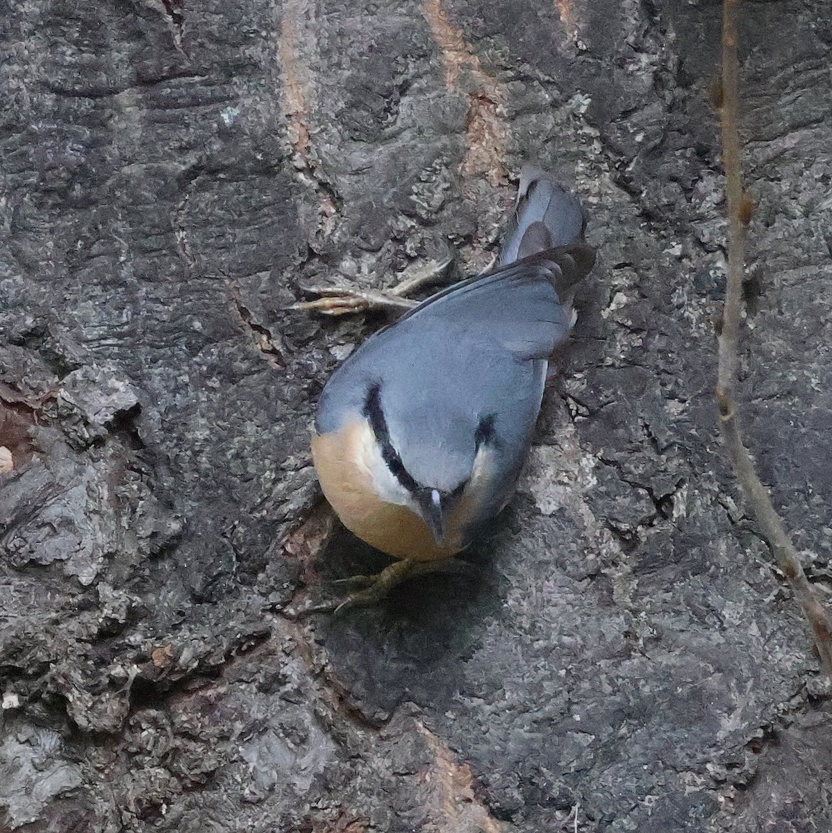 Eurasian Nuthatch - ML624590325