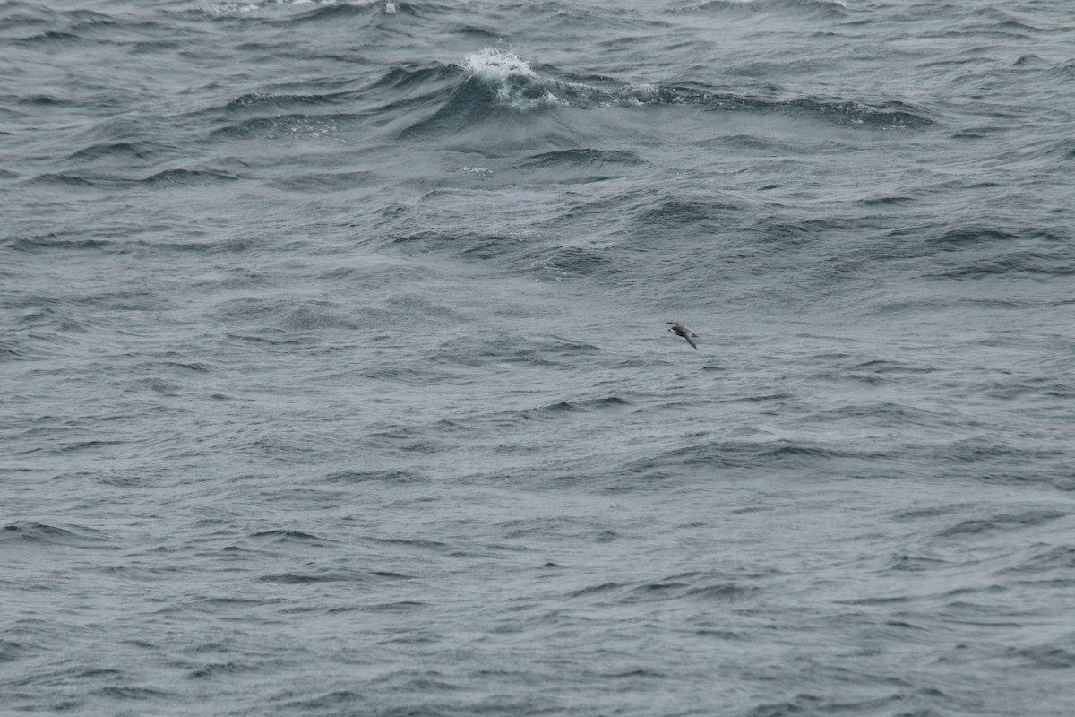 Mottled Petrel - Matthew Withrow