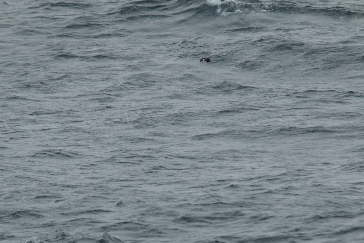 Mottled Petrel - ML624590327