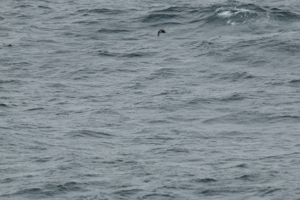 Mottled Petrel - ML624590328