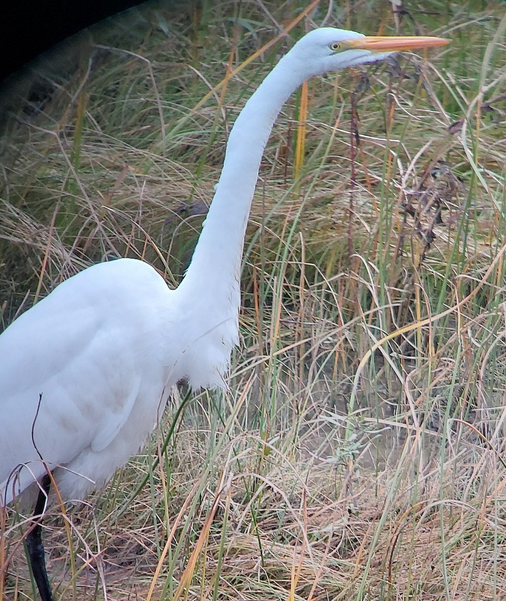 Great Egret - ML624590329