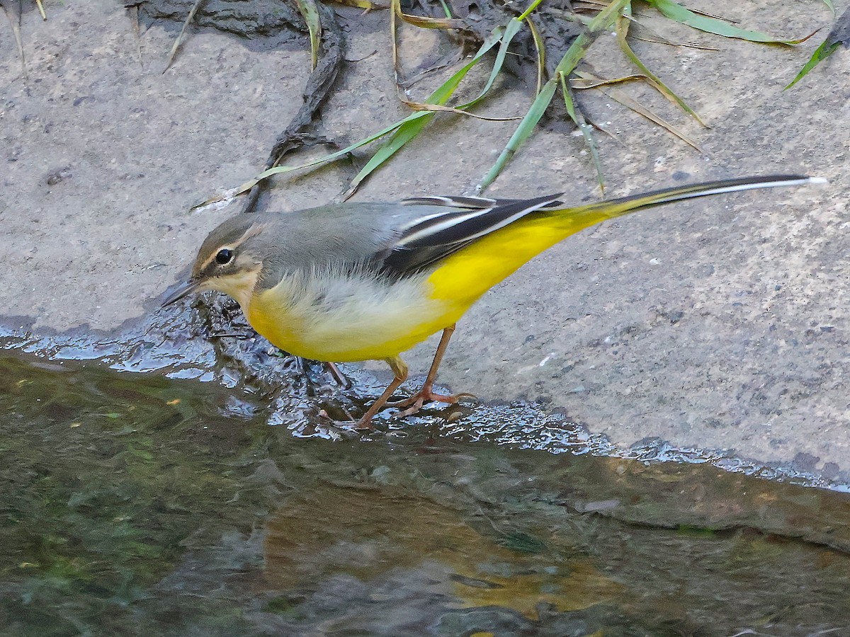 Gray Wagtail - ML624590330