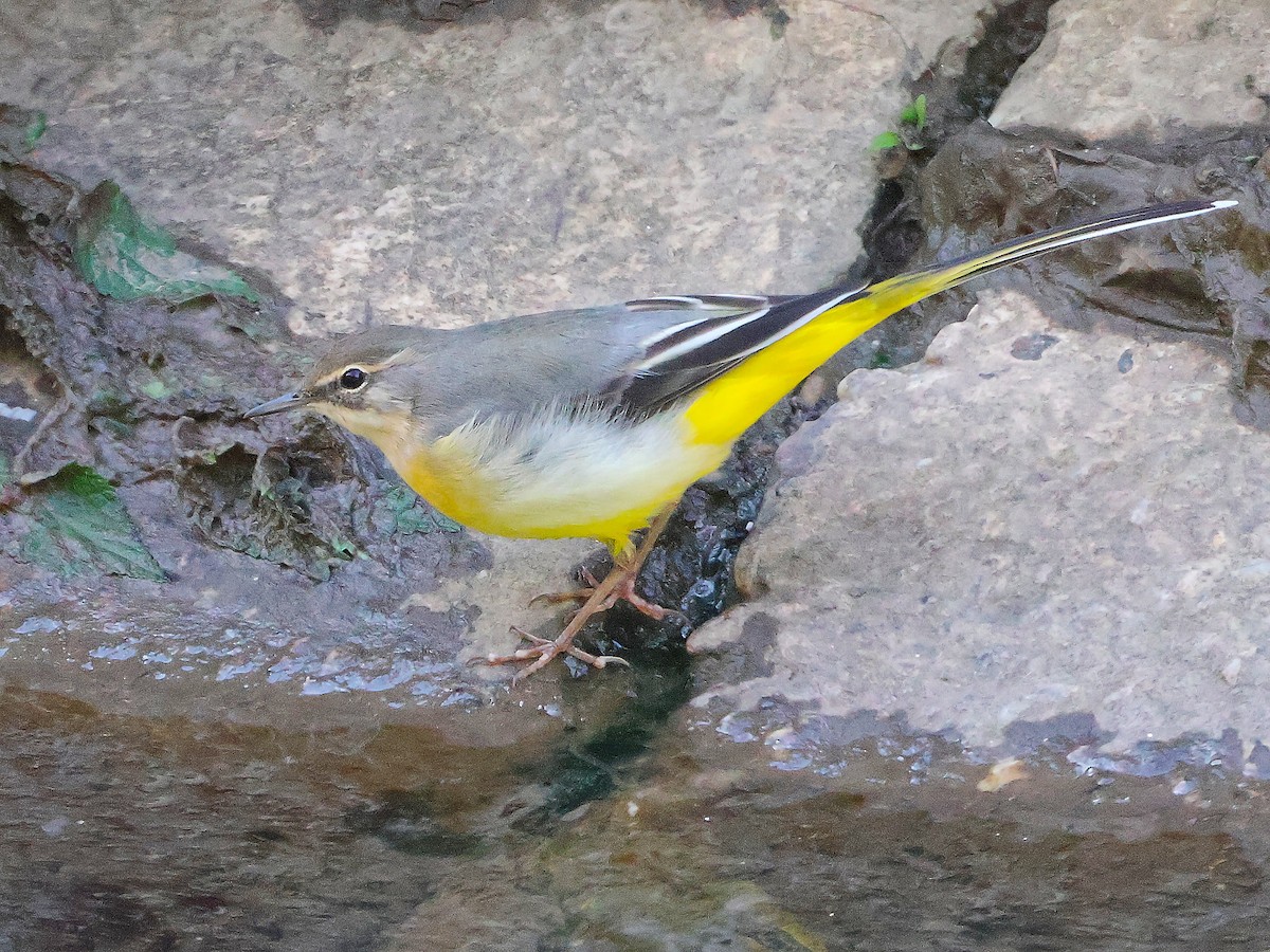 Gray Wagtail - ML624590331