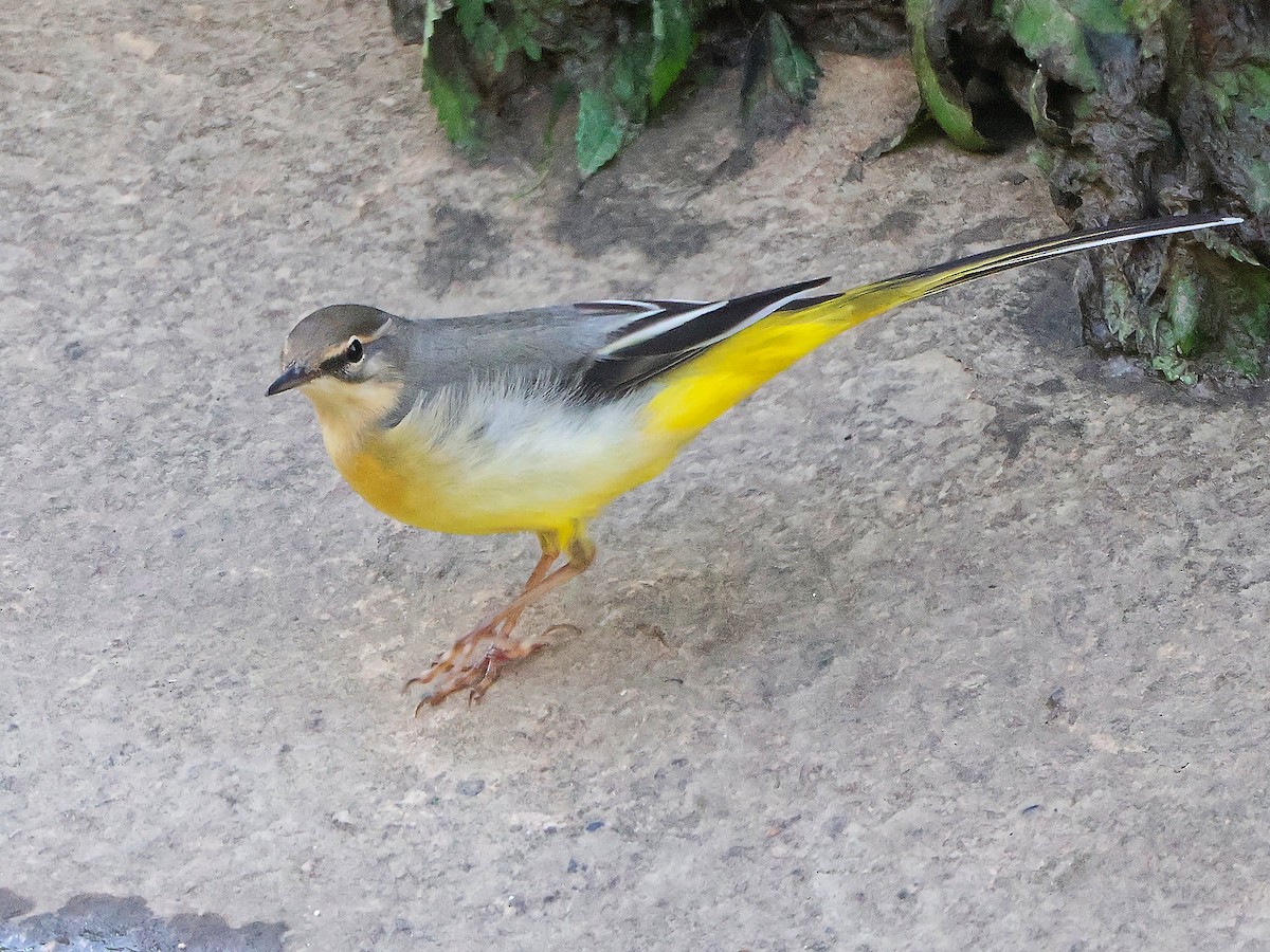 Gray Wagtail - ML624590332