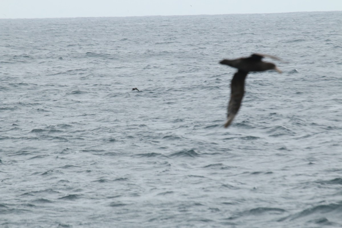 Northern Giant-Petrel - ML624590333