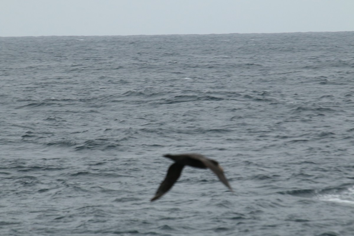 Northern Giant-Petrel - Matthew Withrow